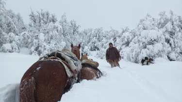 A puro esfuerzo, en medio del temporal de nieve en la Patagonia, Don Aladino y Ramiro abrieron camino para rescatar caballos y llegar hasta las vacas al pie de la Cordillera de los Andes. Foto: Ramiro Bilbao. 