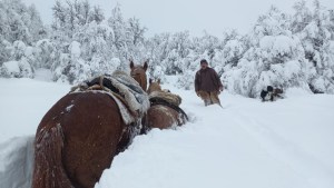 Con nieve hasta el pecho, Don Aladino rescató caballos y vacas en Chubut: “Cómo no estar orgulloso de mi viejo”
