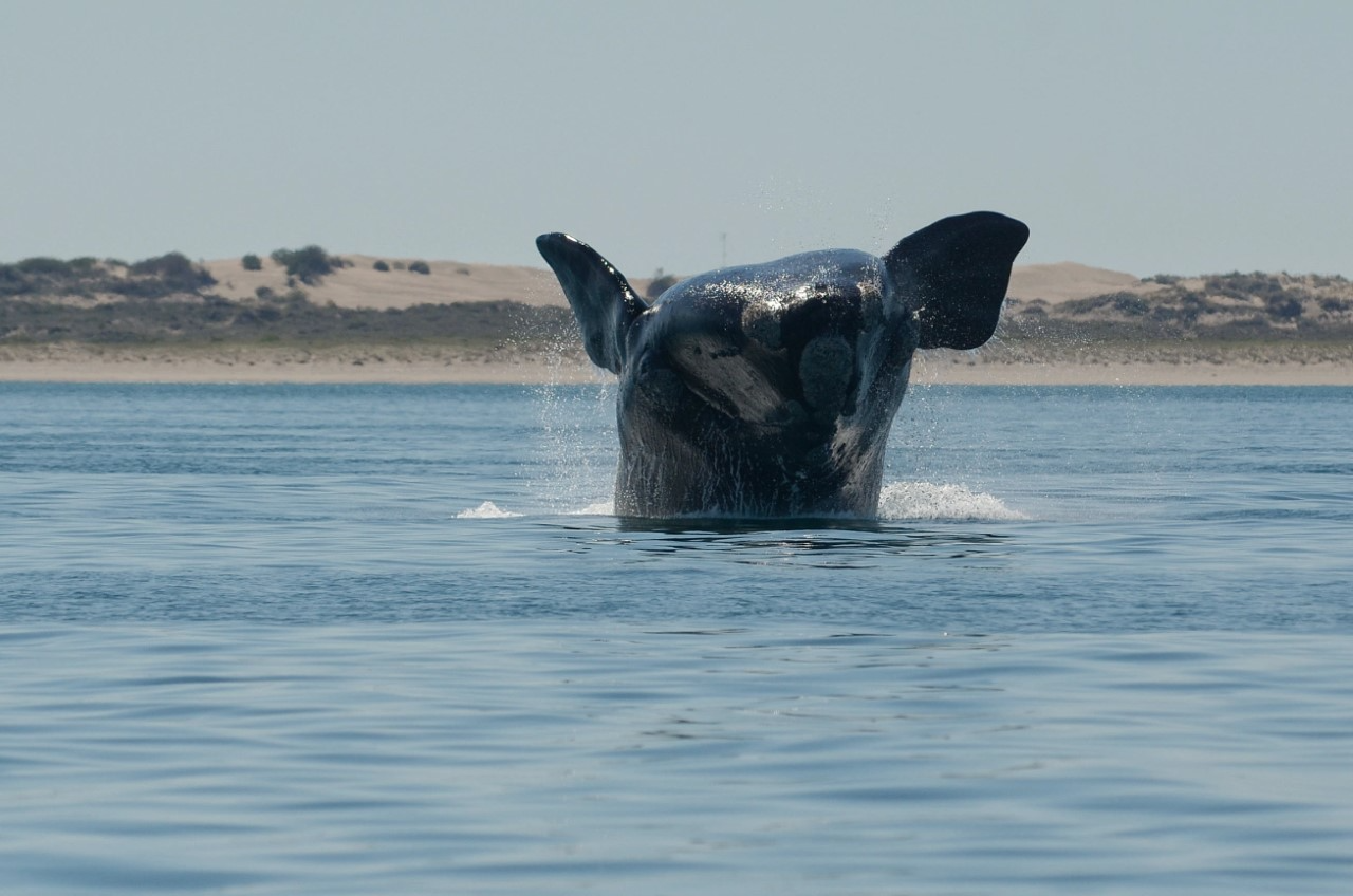 Una investigación de científicos Conicet y la Universidad Nacional del Comahue reconstruyó la historia de las capturas de la ballena franca austral 