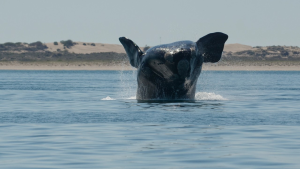 Las ballenas francas australes están recolonizando las costas de Río Negro