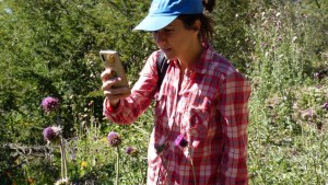 Por qué observan más a los abejorros y a las vaquitas de San Antonio