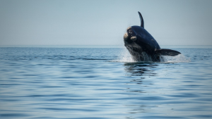 ¿Querés bautizar a las ballenas de Las Grutas y ganarte un paseo de avistaje?