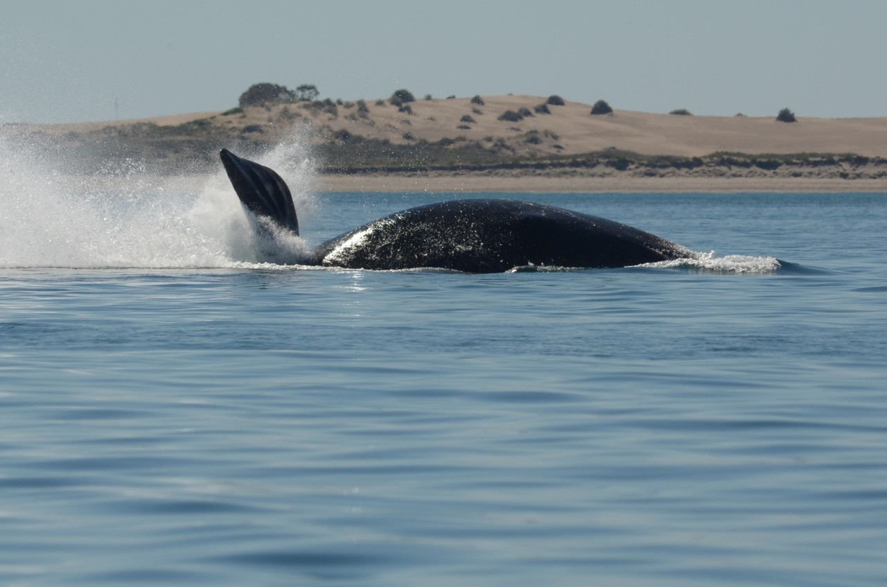 El regreso. El hecho de que las ballenas tienen una cría cada tres años explica, en parte, la lenta recuperación de sus poblaciones