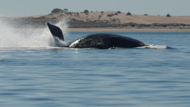 El regreso. El hecho de que las ballenas tienen una cría cada tres años explica, en parte, la lenta recuperación de sus poblaciones