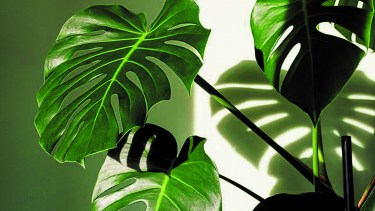 Jardín: Afuera invierno, adentro verde