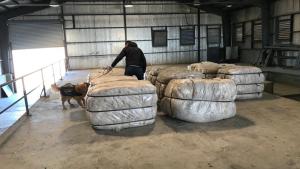Unos 70 crianceros de Neuquén exportaron 5.000 kilos de mohair a Sudáfrica