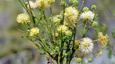 Plantas autóctonas: Barba de chivo, una especie popular