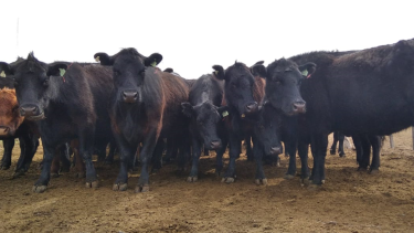 Apuesta a una ganadería sostenible en Patagonia