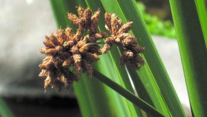 Plantas autóctonas: Junco, una especie con una función clave