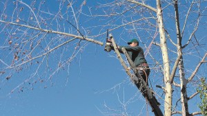 Poda de árboles en Roca: lo que hay que saber para no caer en el riesgo de «mutilarlos»