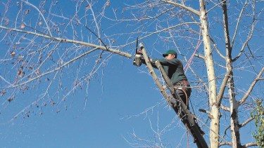 El periodo de poda en Roca comenzó en junio. Foto: archivo 