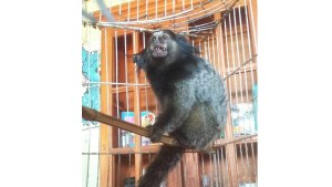 Robaron un mono del ex zoológico de La Plata