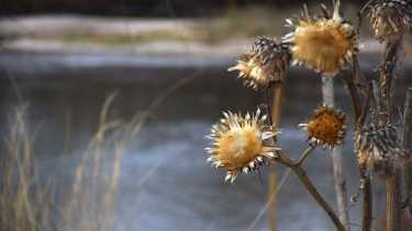 El río Neuquén ofrece su atractivo desde el paseo de la Costa, con su flora agreste (foto Matías Subat)