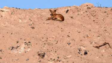 Perros en la meseta de Neuquén. Foto: Matías Subat 