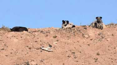 Ataques de perros cimarrones: vecinos de la meseta de Neuquén piden intervención municipal