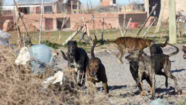 Un niño recibió 10 puntos tras ser atacado por un perro en Almafuerte. Foto Matias Subat