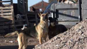 Un policía mató a disparos al perro que mordía a su hijo en Neuquén