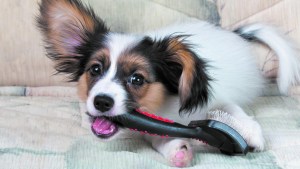 Consejos para mantener sano el manto en los perros