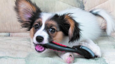 Consejos para mantener sano el manto en los perros