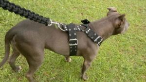 Condenan al dueño de pitbull que causó graves lesiones a un niño en Bariloche