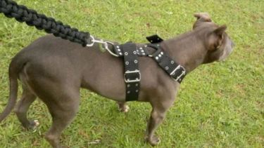 Condenan al dueño de pitbull que causó graves lesiones a un niño en Bariloche