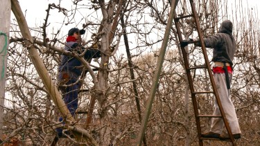 Sobre la Ruta 22 desde las 8 manifestarán trabajadores rurales por la fijación del precio de poda. (Foto Néstor Salas)
