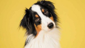 El compromiso para evitar el dolor en los animales