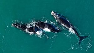 Seba, el buzo que deja todo para filmar a las ballenas en Las Grutas