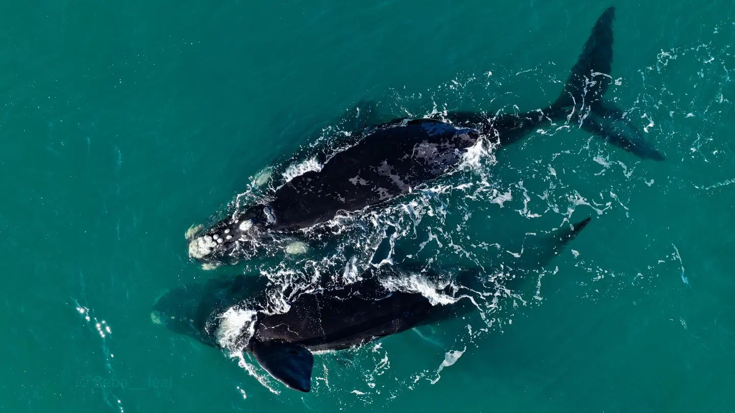 Maravillosas de la Patagonia: las ballenas francas australes ya están a metros de la costa de Las Grutas como cada invierno. Foto: Seba Leal. 