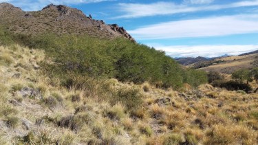 Calafate y Chacay: arbustos nativos valiosos para la Patagonia