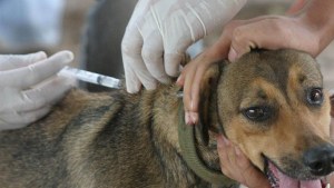 Jornada de desparasitación y vacunación gratuita para perros y gatos en Viedma