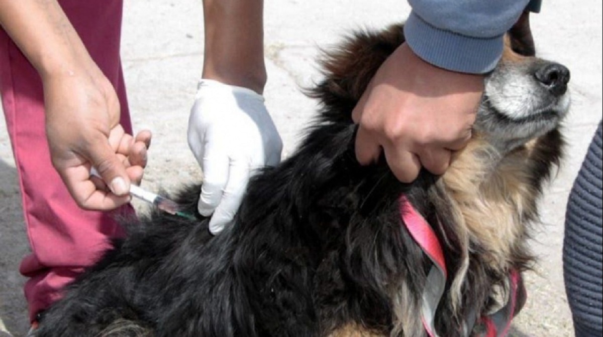 Hoy comenzará una campaña de vacunación y desparasitación gratuita de mascotas en Villa Regina.