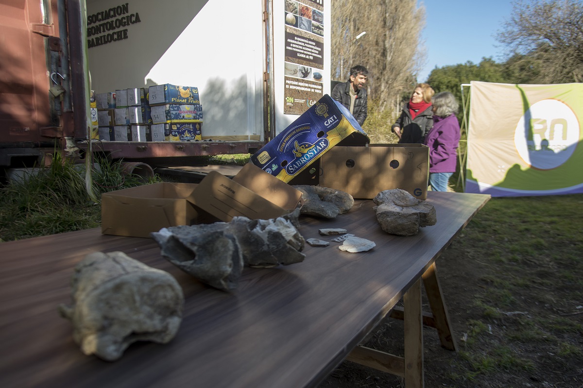 El año pasado se recuperaron unas 90 cajas con materiales fósiles en Pilcaniyeu. Foto: archivo