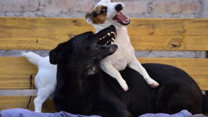 Los estados emocionales en mi perro