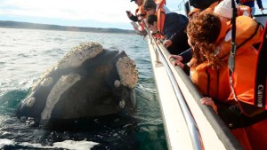Puerto Madryn: Precios y opciones para ir a ver las ballenas, nadar con lobos marinos y más