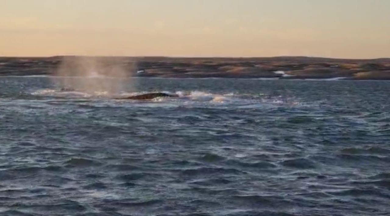 El varamiento de estas tres ballenas ocurrió en Caleta de Los Loros, cerca de Pozo Salado que se encuentra a unos 130 kilómetros de la capital rionegrina. Foto Gentileza.