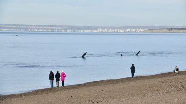 Así de cerca están las ballenas en la playa Las Canteras en la costa de Chubut. Foto: Maxi Jonas. 