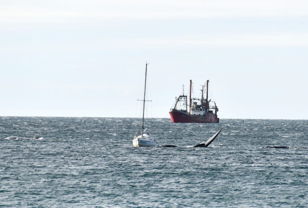 Las ballenas se acercaron al velero fondeado en Puerto Madryn ayer por la mañana. Fotero Patagónico. 