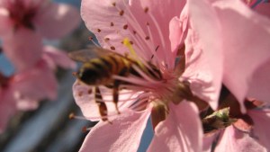 Polinización: una convivencia de mutuo beneficio