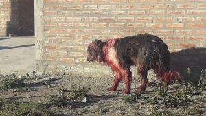 Su dueño lo atacó con un machete, pero este perro logró la ayuda de todo un pueblo de Neuquén