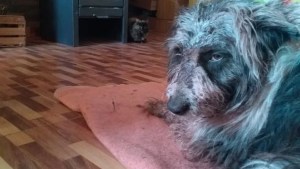 El hombre que atacó con el machete a su perro en Neuquén fue imputado, pero seguirá libre