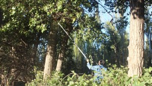 Cómo solicitar la extracción y replantado de árboles en Cipolletti