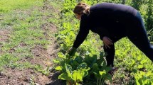 Imagen de Convocan a familias de Cipolletti para participar del programa de huertas comunitarias