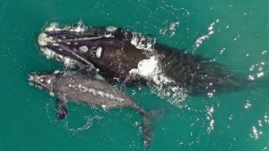 Península Valdés registró el mayor número de ballenas en 51 años: cuánto sale ir a verlas
