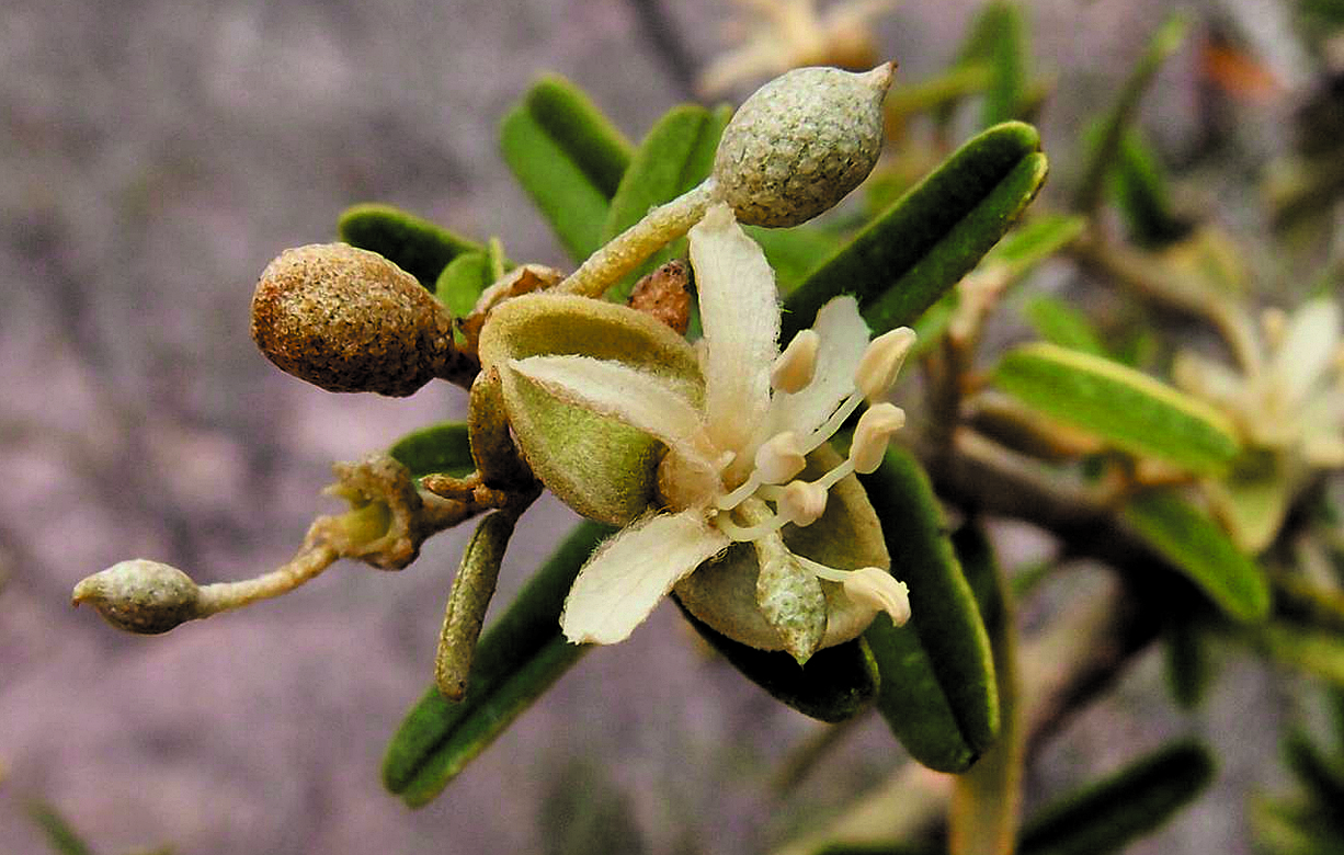 El Atamisque requiere de suelos ligeros y soleados y su período de floración comienza desde fin de noviembre a enero. Sus flores atraen distintos insectos.