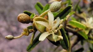 Plantas autóctonas: La belleza inigualable del Atamisque