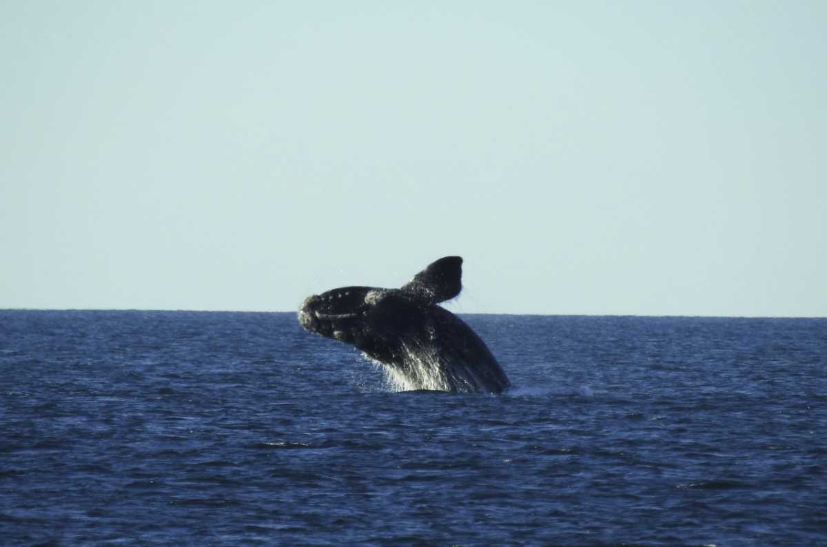 Los impresionantes saltos de las ballenas frente a la costa de Chubut, Fotero Patagonico 