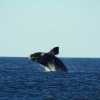 Imagen de Lo invitaron a sacar fotos de ballenas en Puerto Madryn y le tocó un día de saltos que no olvidará