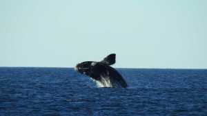Lo invitaron a sacar fotos de ballenas en Puerto Madryn y le tocó un día de saltos que no olvidará
