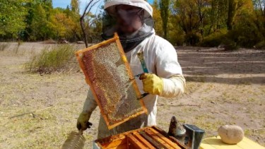 Un productor apícola afectado por sucesivos robos en Roca y Cervantes. Foto ilustrativa